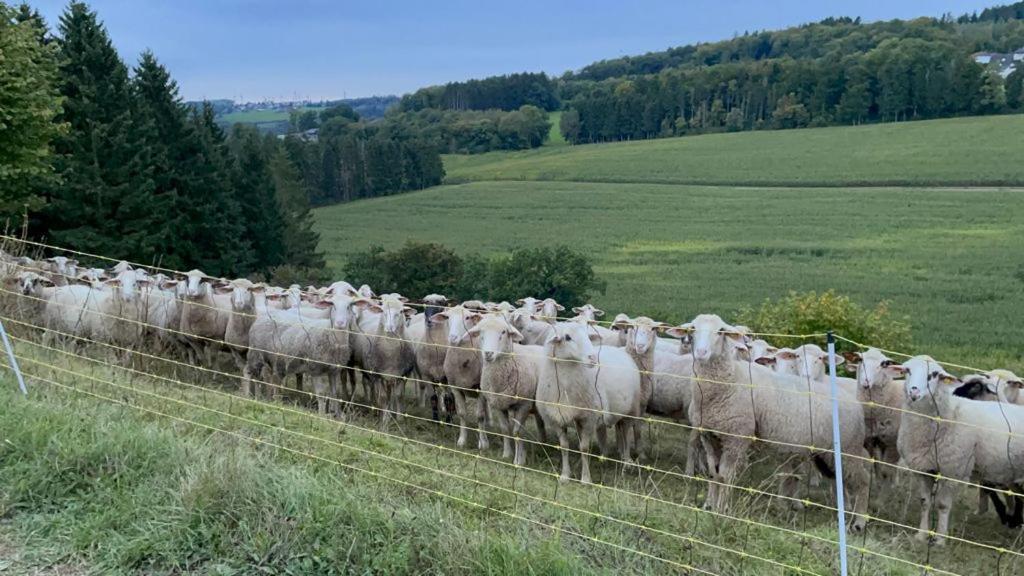Deine-Eifel-Ferienwohnung Feusdorf 外观 照片